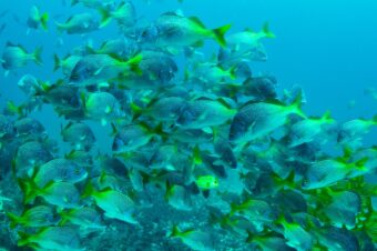 Costa Rica avanza en la protección de los océanos