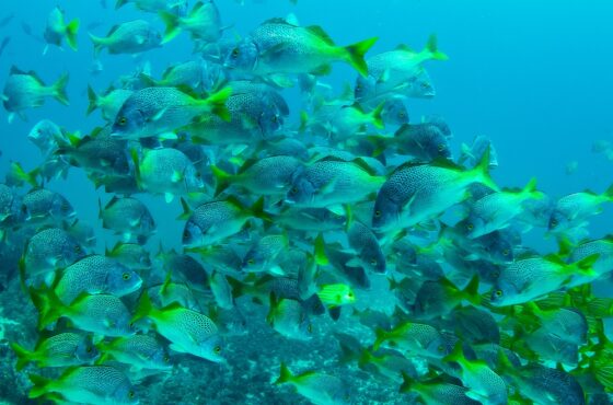 Costa Rica avanza en la protección de los océanos