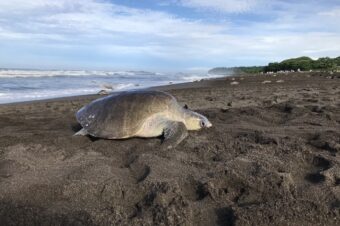 Ostional: el pueblo agrícola que lucha por proteger a las tortugas marinas que llegan a su costa