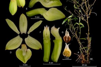 Descubren 20 nuevas especies de orquídeas en Áreas silvestres de Costa Rica