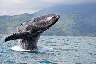 Vuelve el Festival de Ballenas y Delfines de Costa Rica