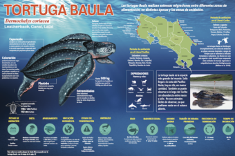 Las tortugas marinas ticas cuentan con una infografía exclusiva creada por el ICT
