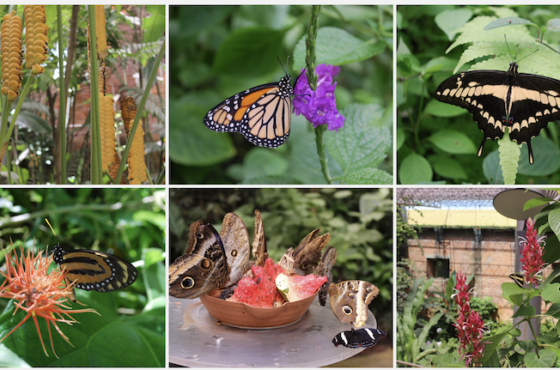 El jardín de mariposas del Museo Nacional de Costa Rica