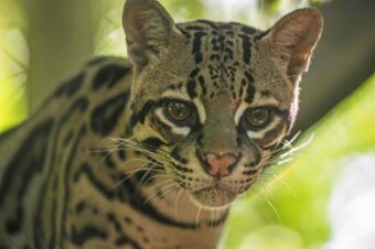 Costa Rica es elegida el mejor destino para viajes de larga distancia en los Travelbook Awards